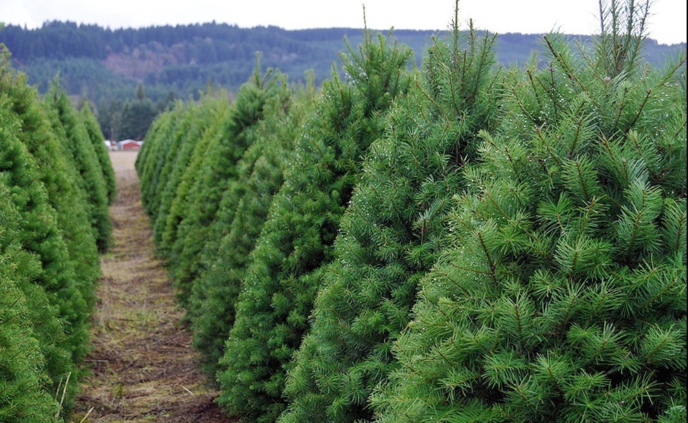 Los Editores - Inicia venta de árboles de navidad en el Valle de Perote,  hay más de 10 mil